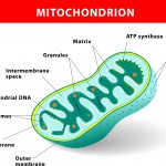 Mitochondria have many functions besides energy production.  They even have their own DNA.