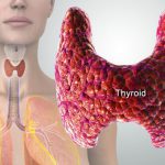 diagram of thyroid gland